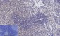 p38 (phospho Thr180) Polyclonal Antibody